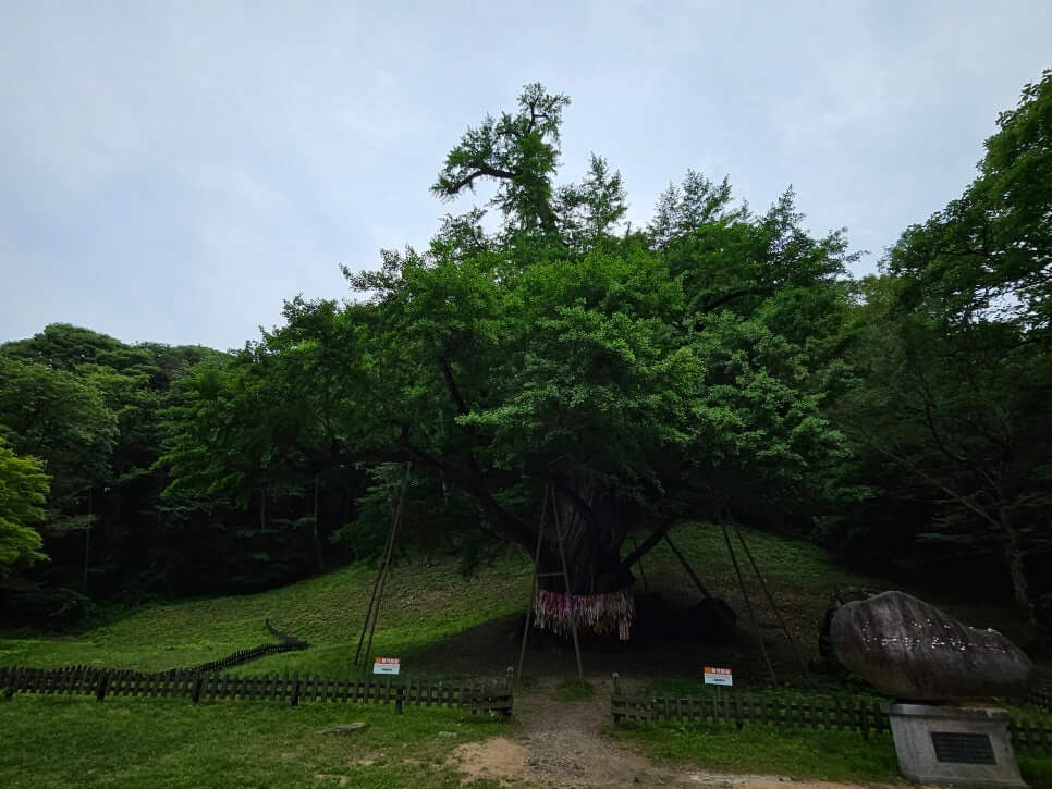 금산 보석사 : 1,100년 은행나무와 전나무 숲길이 주는 위로