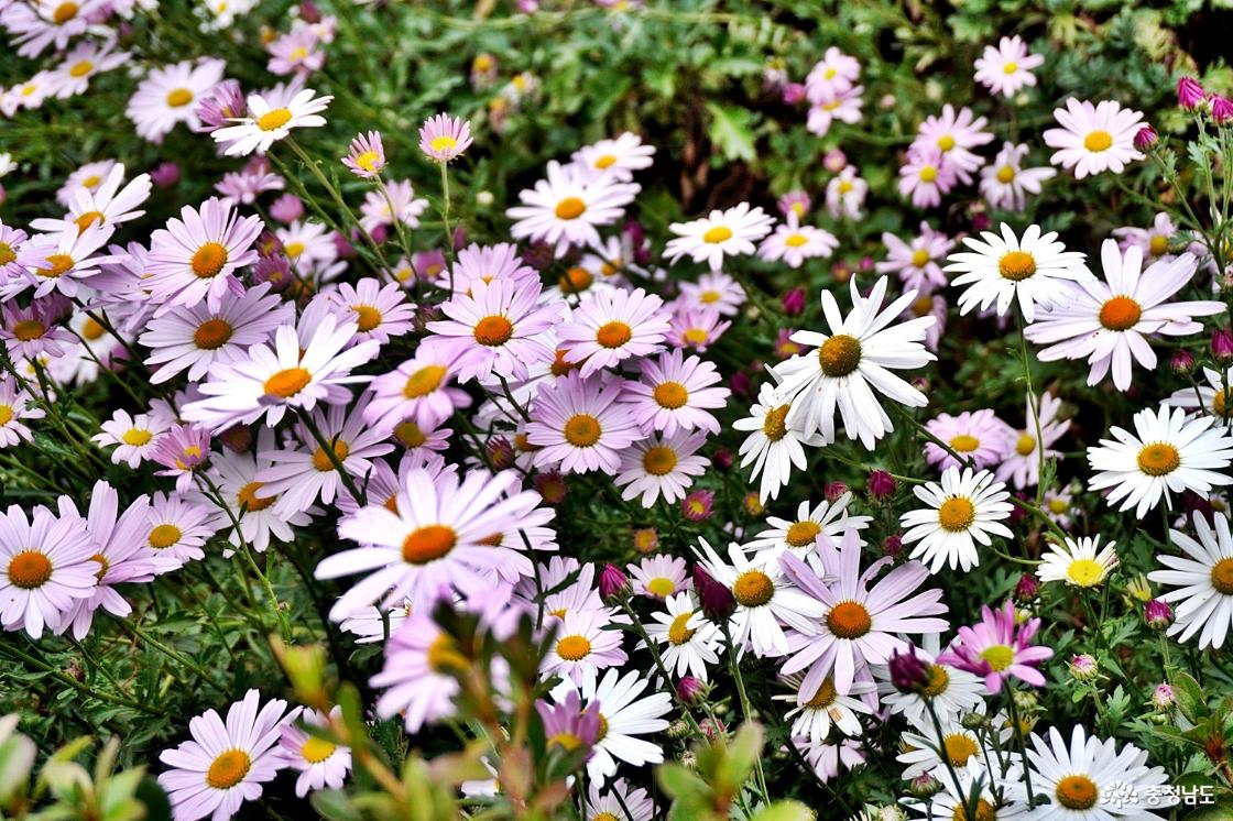 홍성솔바람테마파크