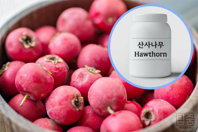 콜레스테롤 낮추는 영양제 추천 산사나무