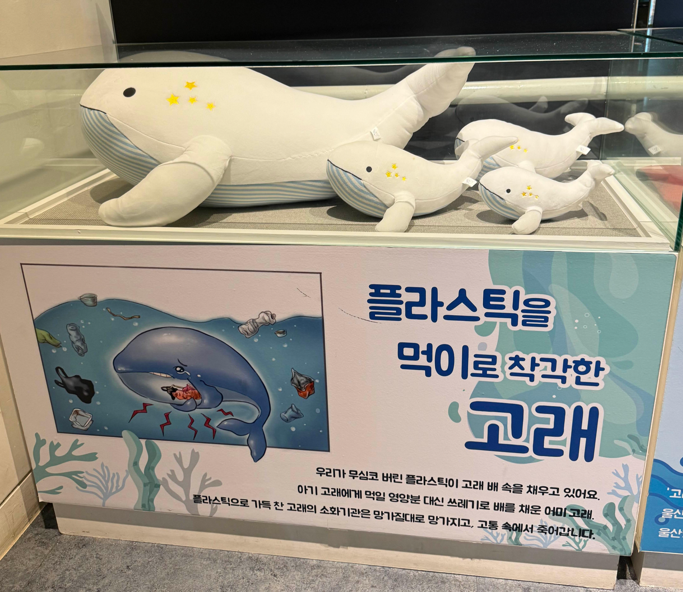 플라스틱을 먹이로 착각한 고래
