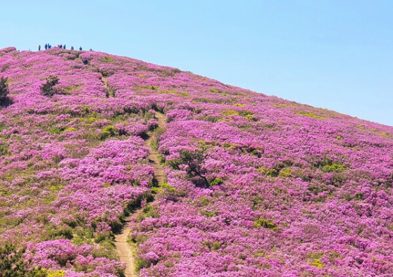 소백산 철쭉 개화시기