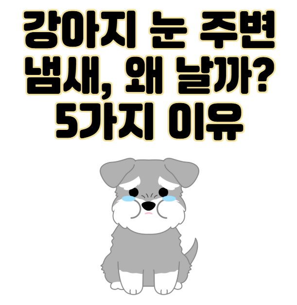 강아지 눈 주변 냄새, 왜 날까? 눈 영양제로 해결 방법까지