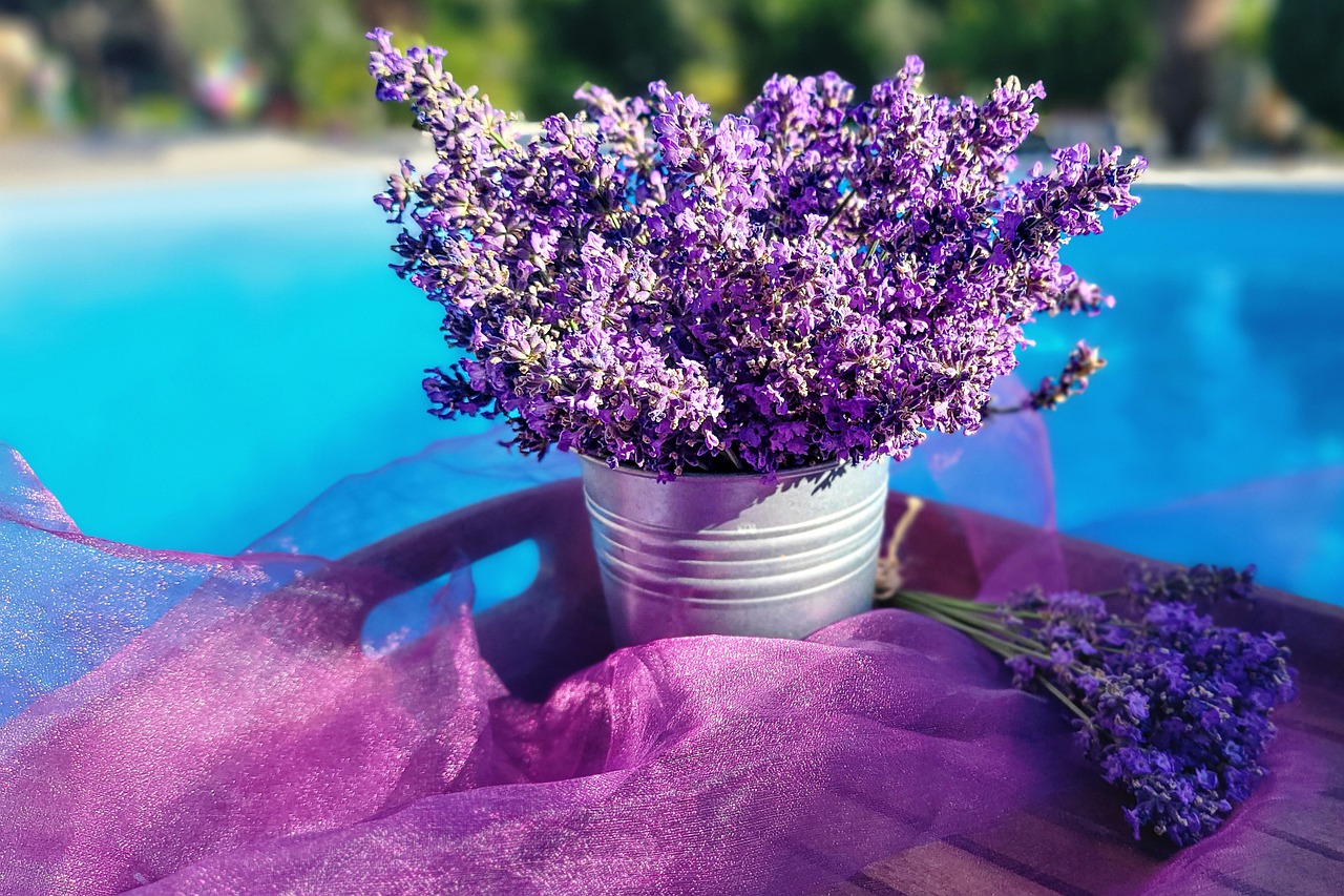 라벤더 명소 개화시기 꽃말