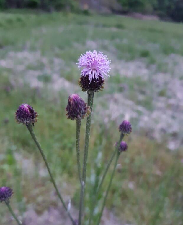 지칭개의 효능 6가지와 먹는 법&amp;#44; 꽃말&amp;#44; 부작용