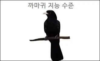 까마귀 지능 수준