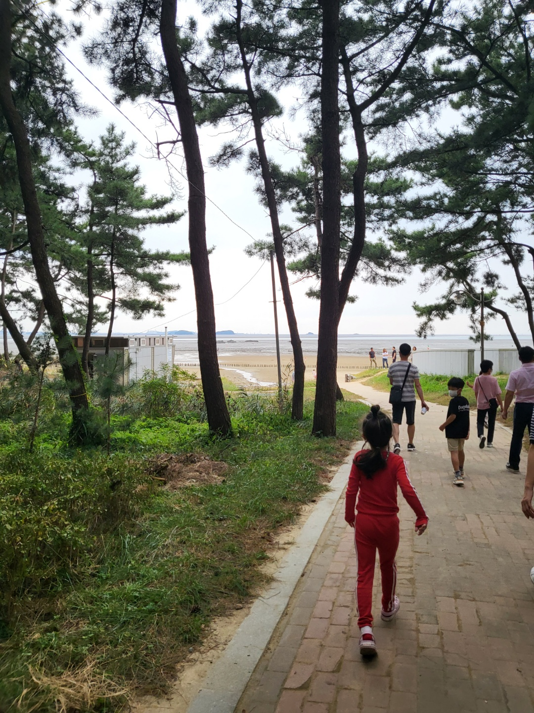 서천 갯벌체험&amp;#44; 모시조개 캐기 (서천송림갯벌체험장)