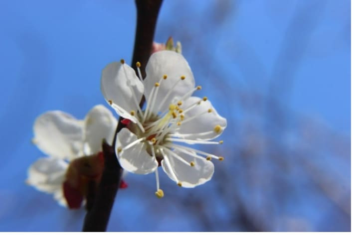 본격적 벚꽃 만개...그게 그거 같은 '매화 살구나무'와 구분법