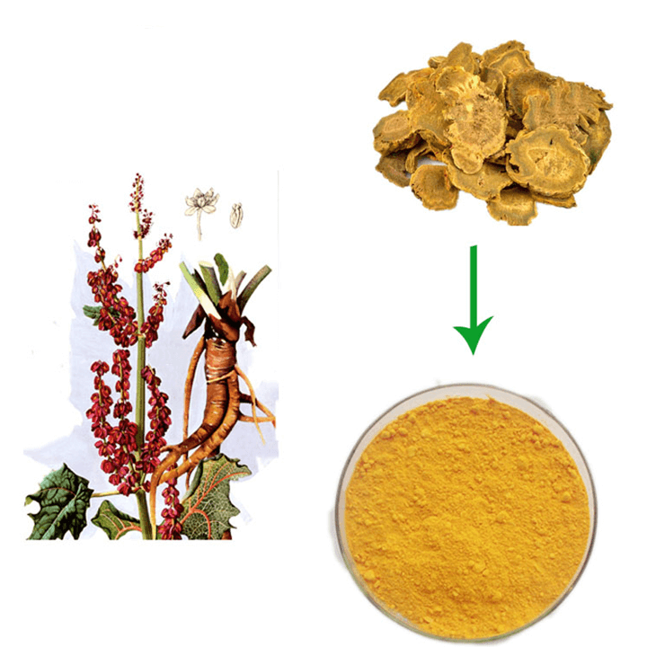 화살표로-표시된-루바브-뿌리가-추출되어-분말-가루가-되는-과정