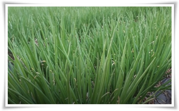 8월에 심기 좋은 텃밭 작물, 풍성한 수확을 위한 최고의 작물 추천