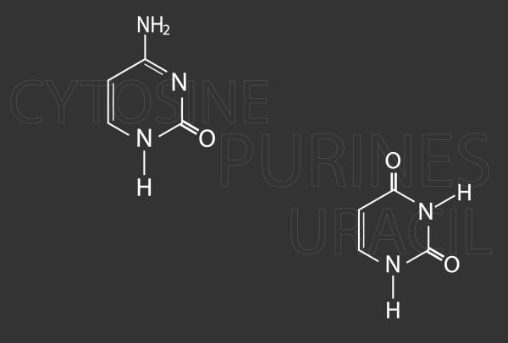 퓨린이란 퓨린이 포함된 음식과 건강에 미치는 영향