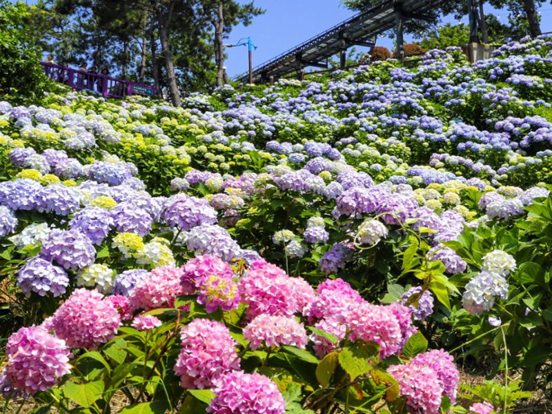 장생포 수국축제