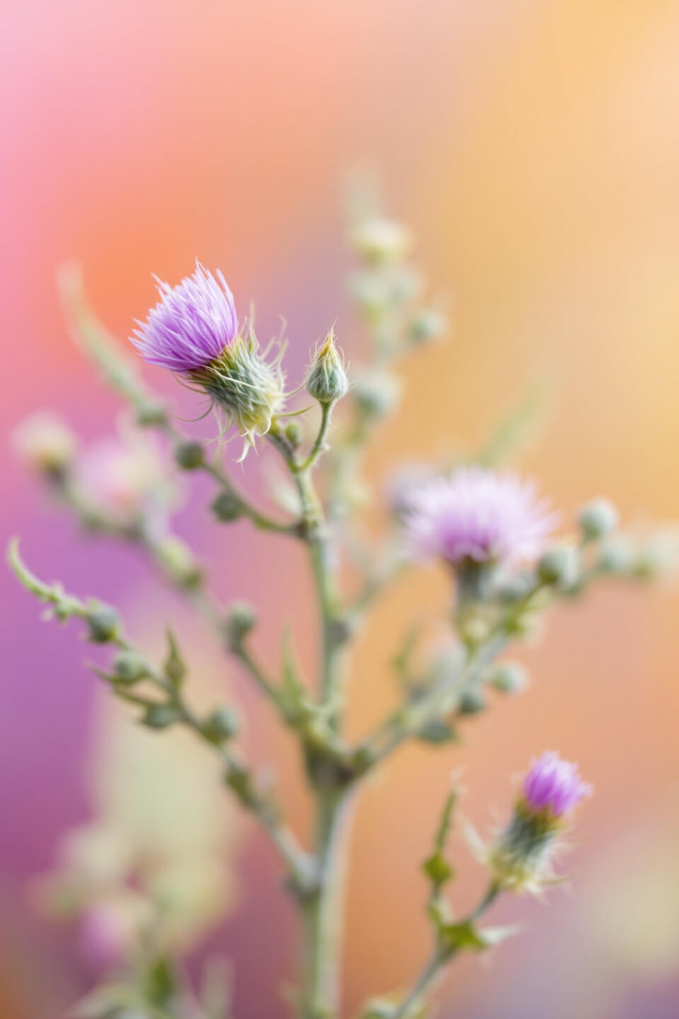 밀크씨슬 사진입니다.