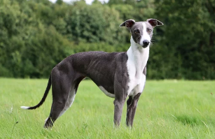 휘핏/출처:어도비스톡