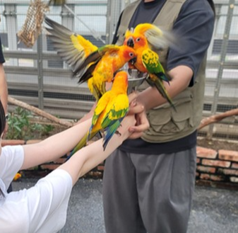 가평 베고니아 새정원 - 아이와 가볼만한 곳 추천, 후기