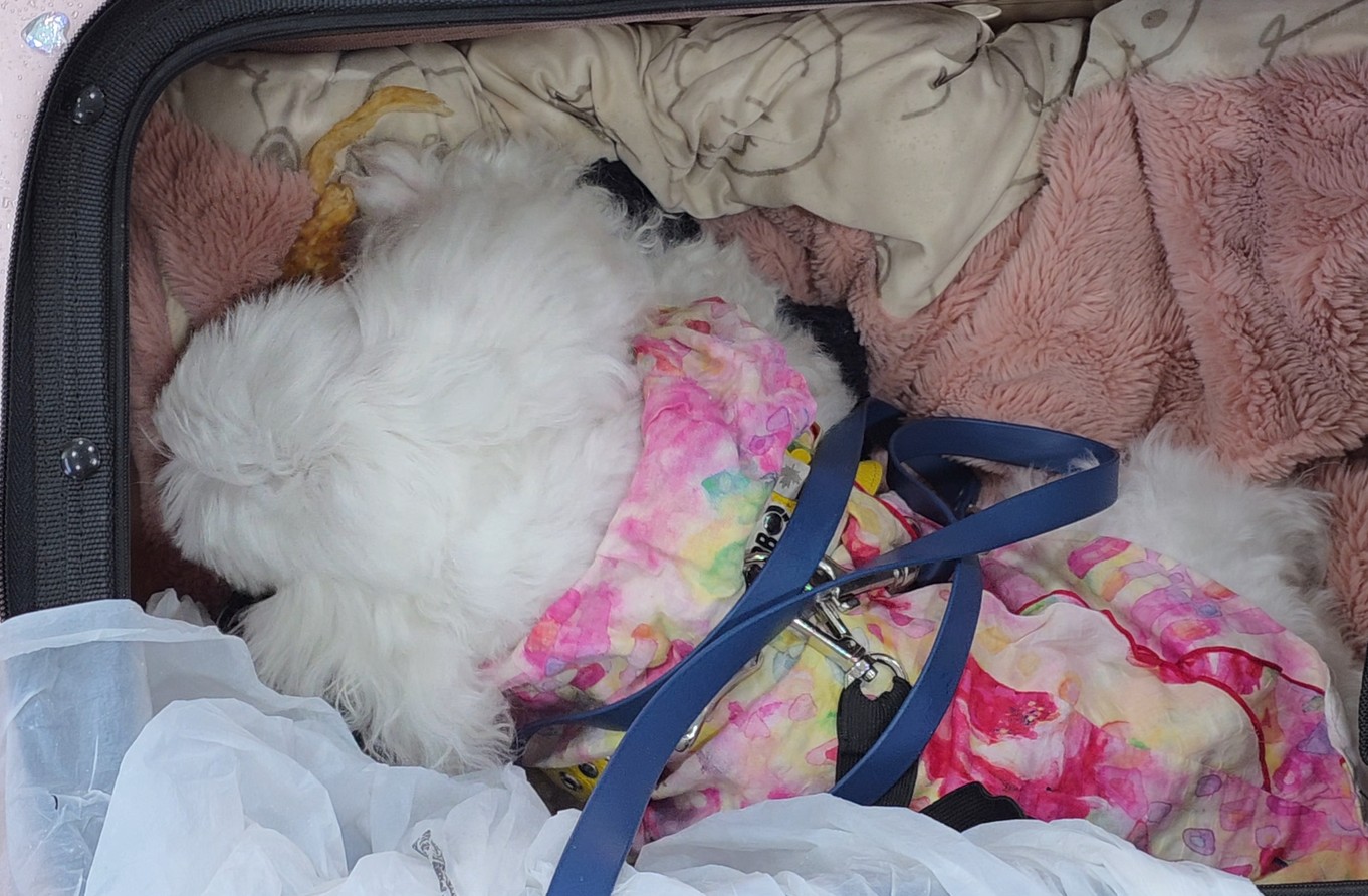 식당에서 간식 시식중