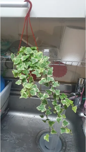 아이비 물주기 수경재배 삽목번식 빛관리 초보도 금방 성공_13