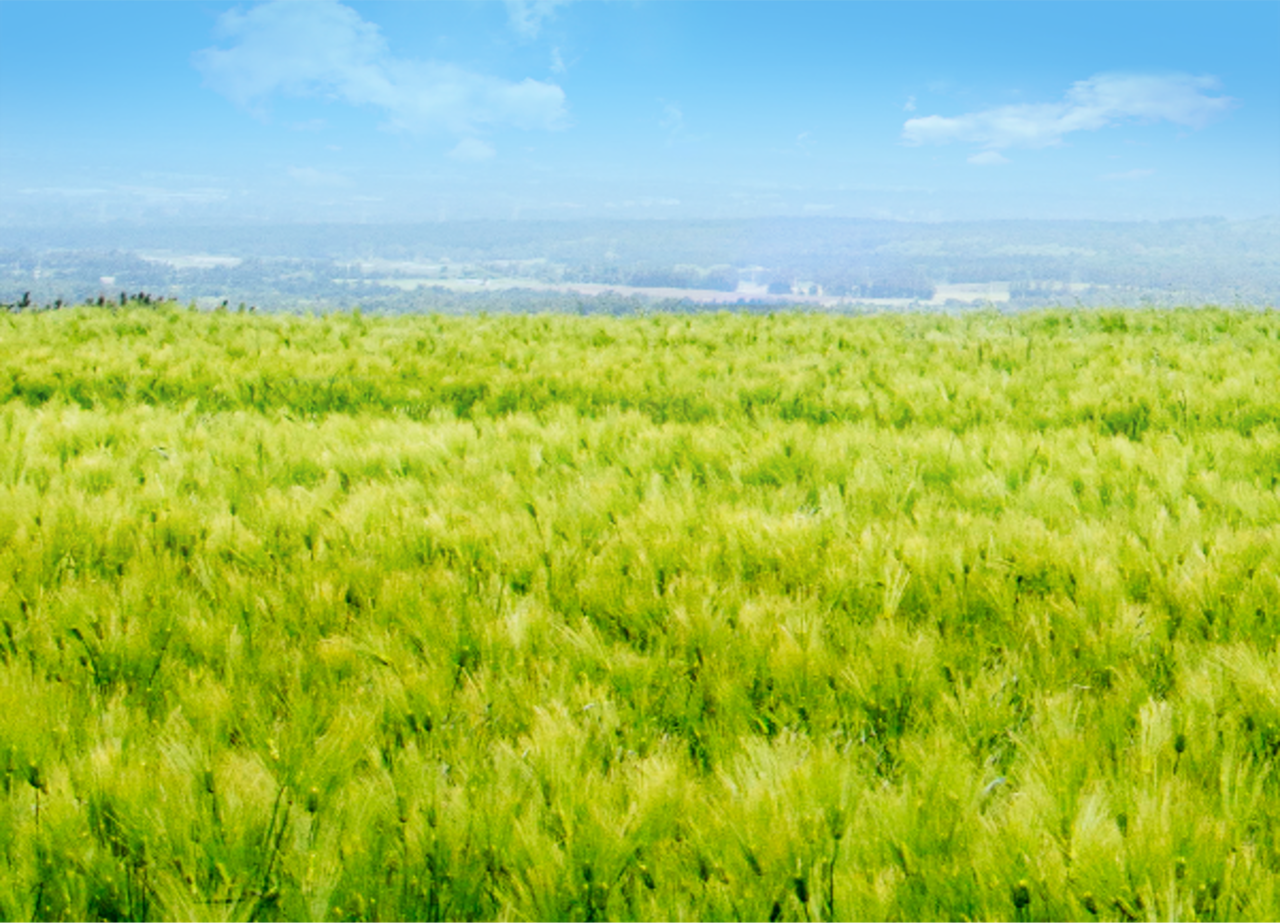새만금 보리밭 축제