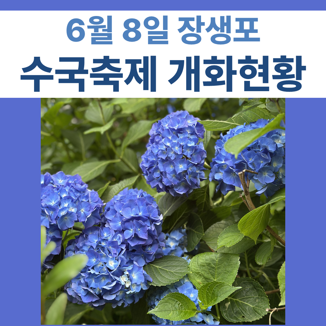 수국축제 개화현황 썸네일