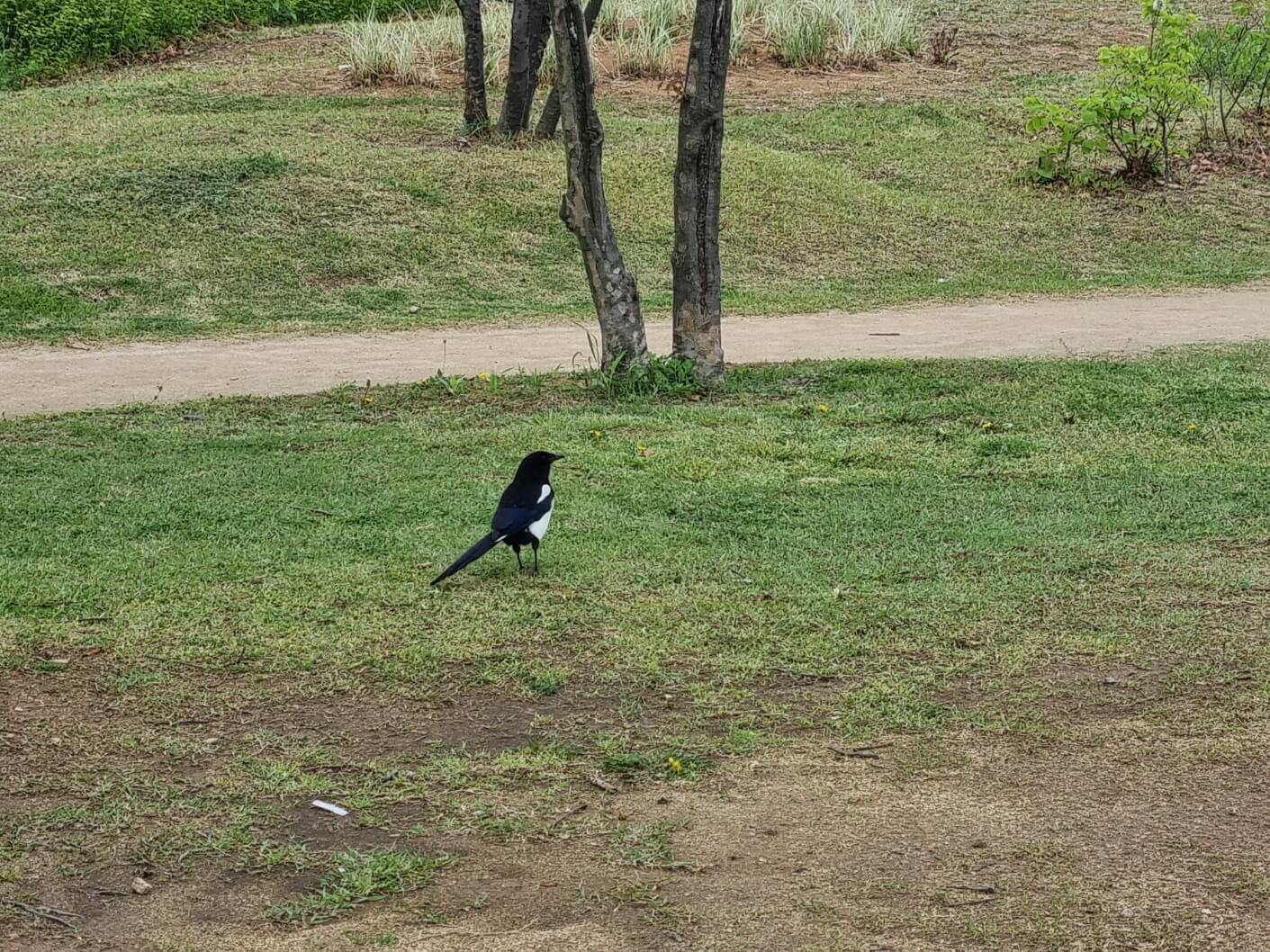 보라매공원 2025 서울 국제정원박람회 일정 가는 길