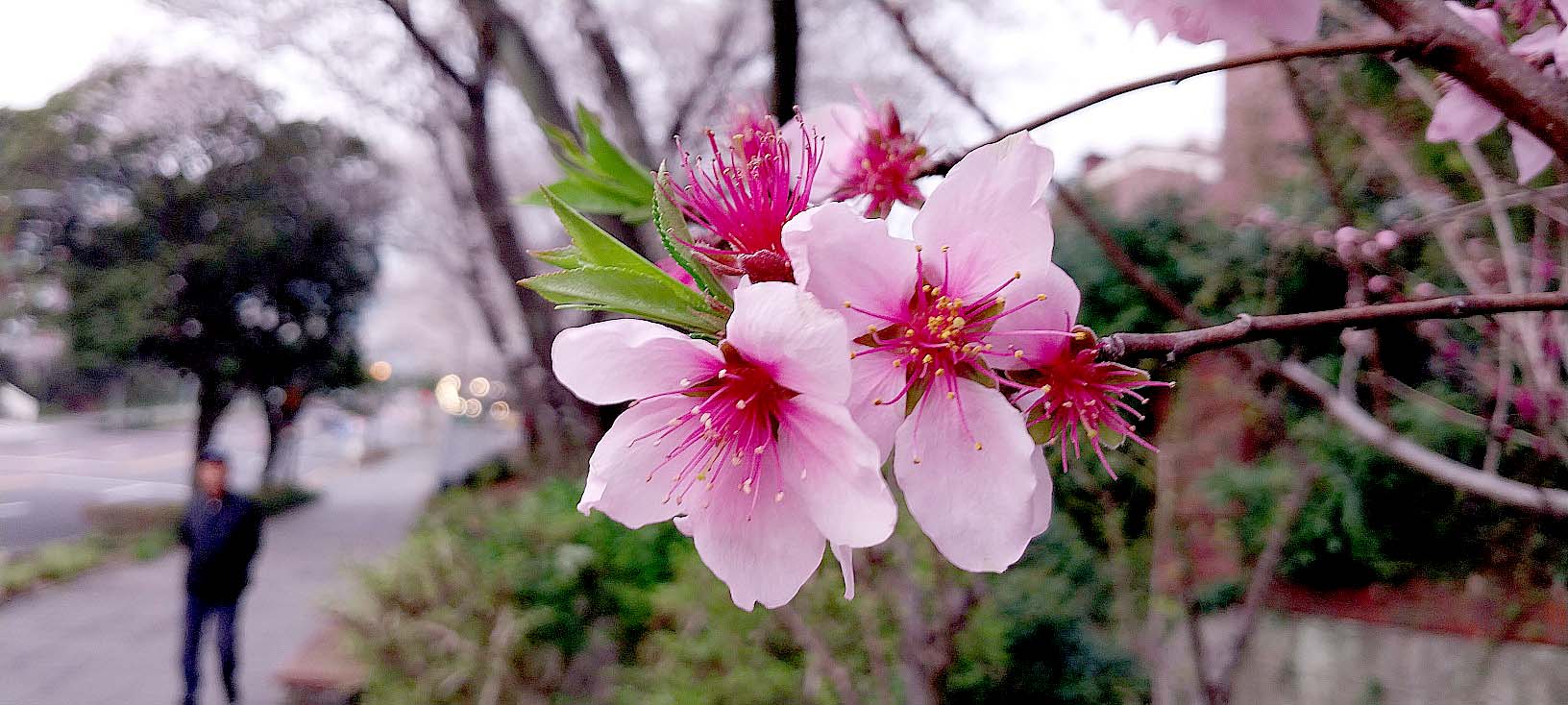 벚꽃이 춤추는 제주의 봄