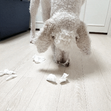 스탠다드 푸들 테리