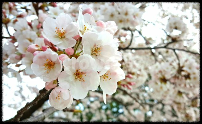 2025 진해 벚꽃 명소 BEST 7 - 인생샷 각도까지 알려드려요.