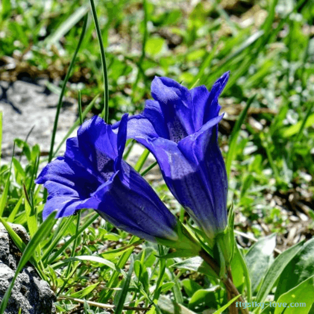 소화기 건강에 효과적인 용담초 용담