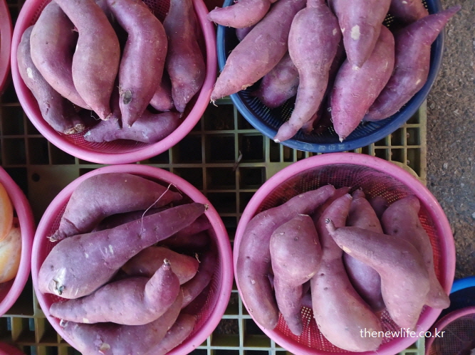 고구마 – 식후 졸린 이유 예방에 도움이 되는 복합 탄수화물 식단