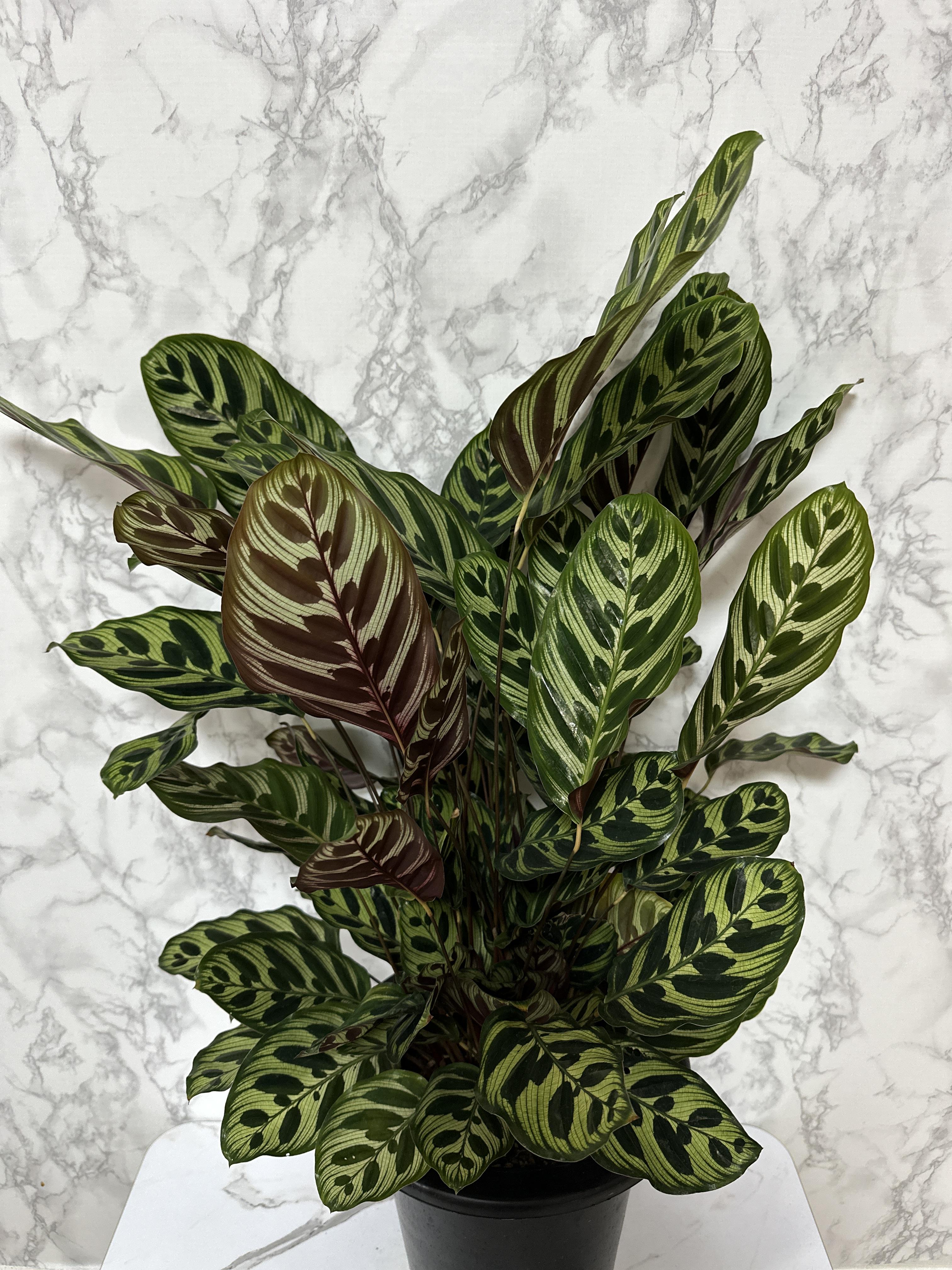 실내 공기정화식물 추천 마코야나 부부초