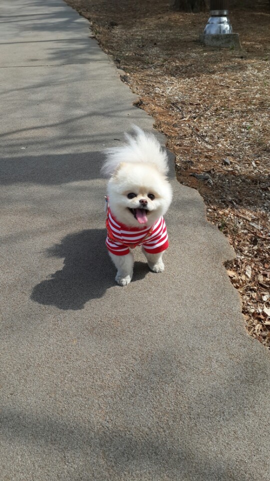 강아지 똥꼬스키의 이유 항문낭, 짜야 할까?