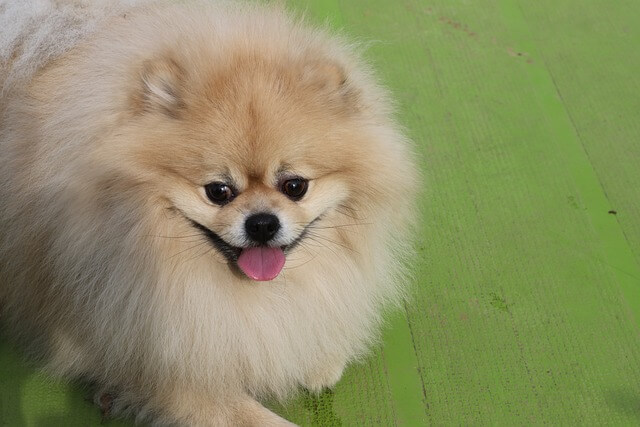 반려동물등록제