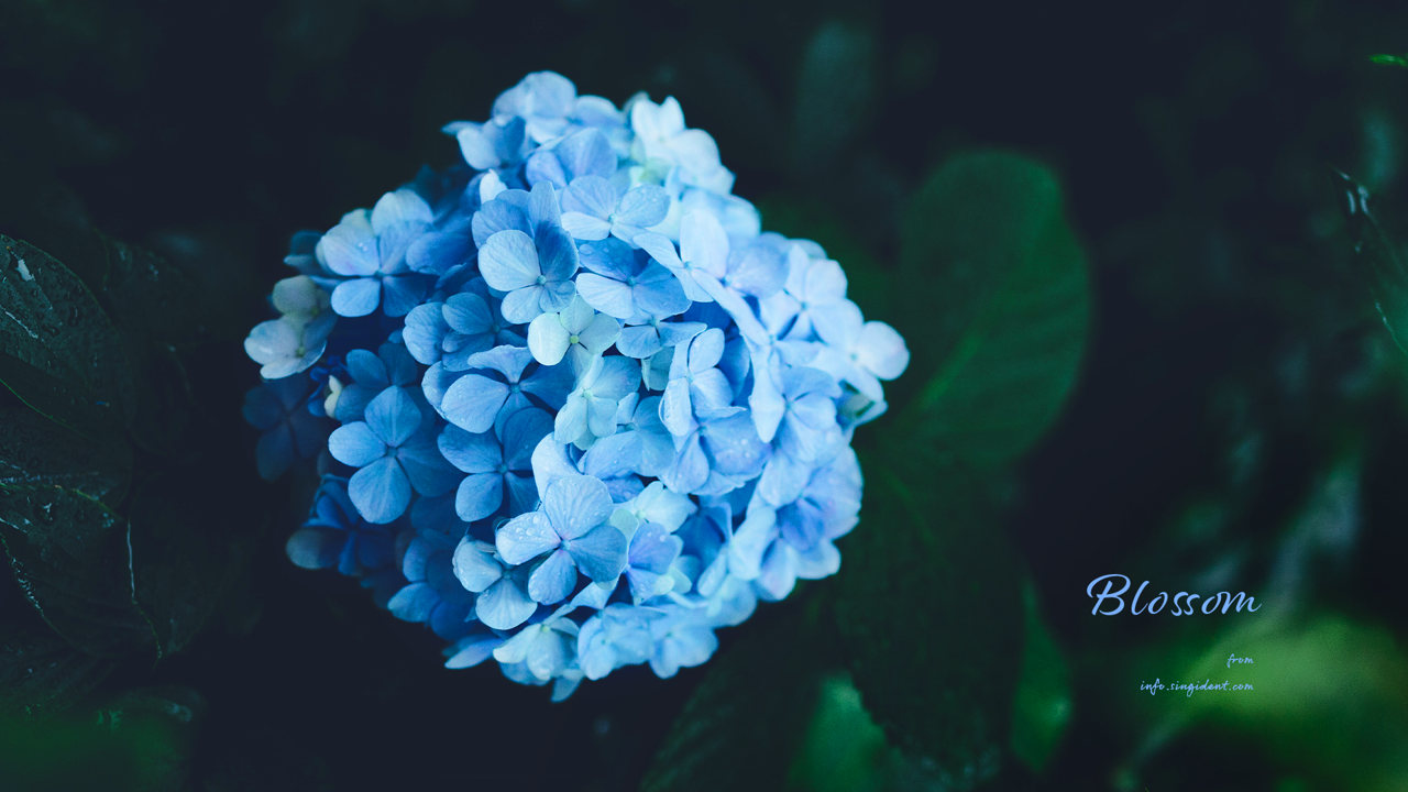 08 비에 젖은 수국꽃 C - Blossom 꽃배경화면