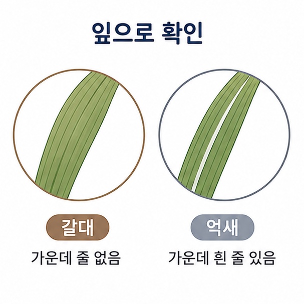 잎으로 구분하는 방법, 가운데 흰 줄이 없는 갈대 잎과 흰 주맥이 뚜렷한 억새 잎을 확대한 도해