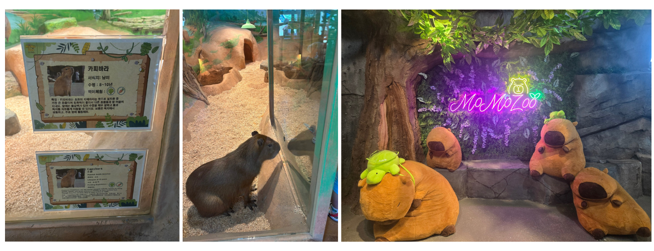 제주 모모쥬 동물체험, 아이와 힐링 가능한 이유?