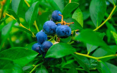 5 Superfoods to Incorporate Into Your Diet Today