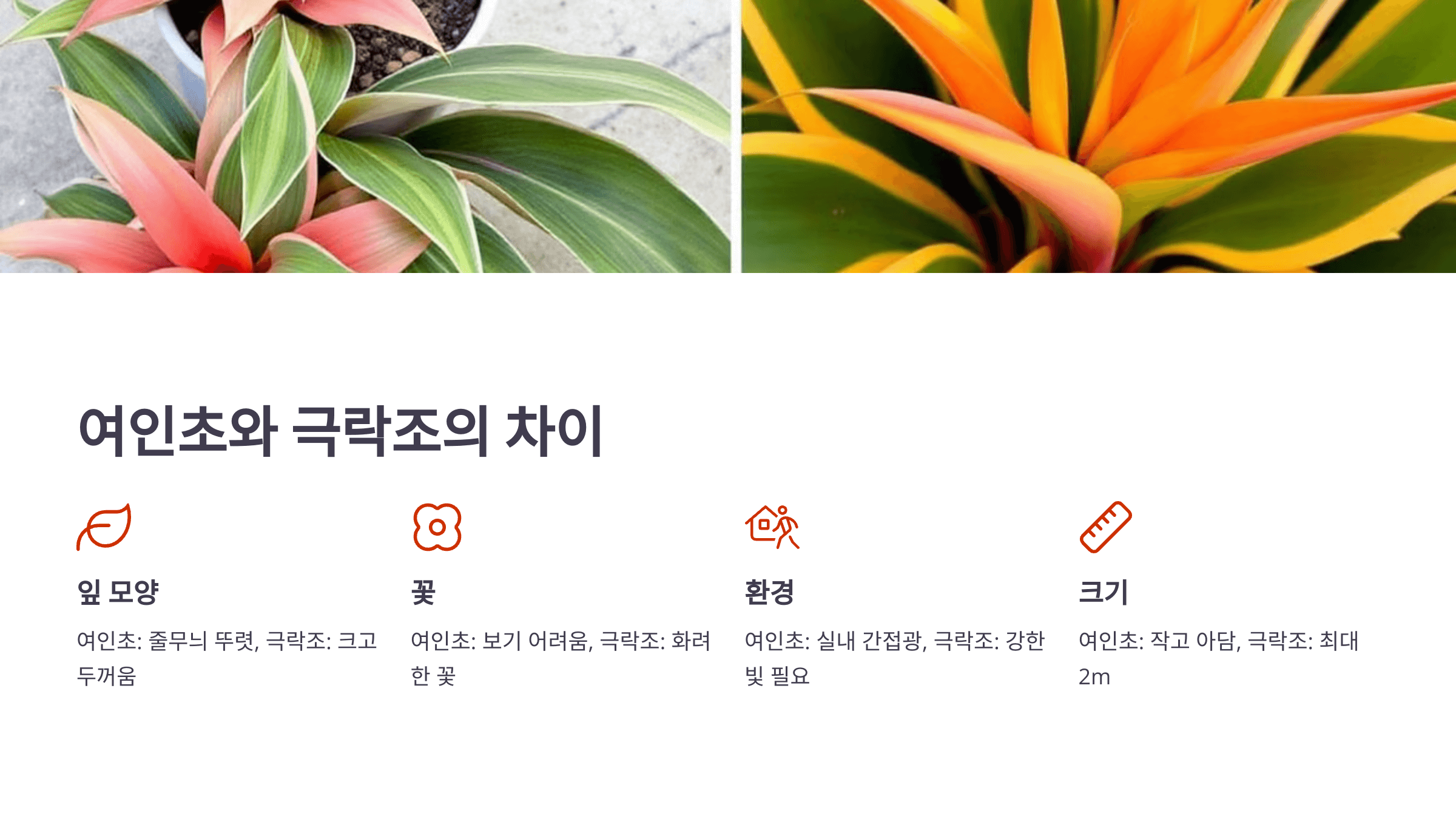 여인초 사진입니다.