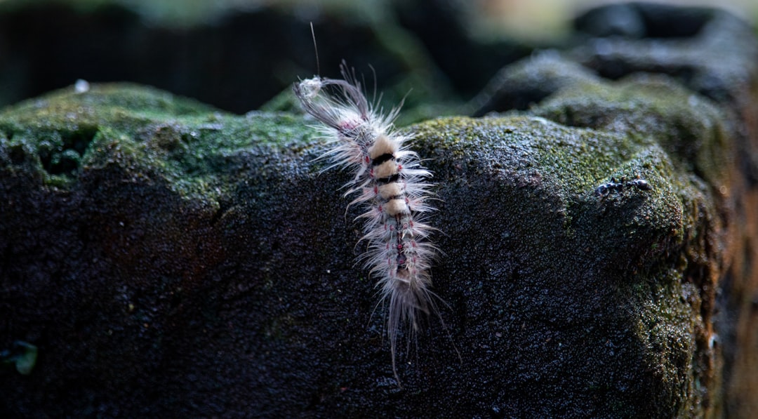 Worm