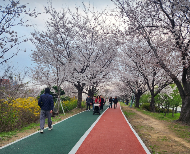 삼락생태공원 벚꽃1