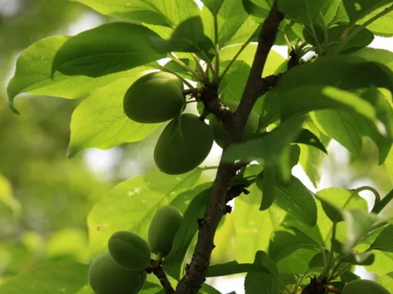 위가 약한 사람은 주의해야 하는 매실