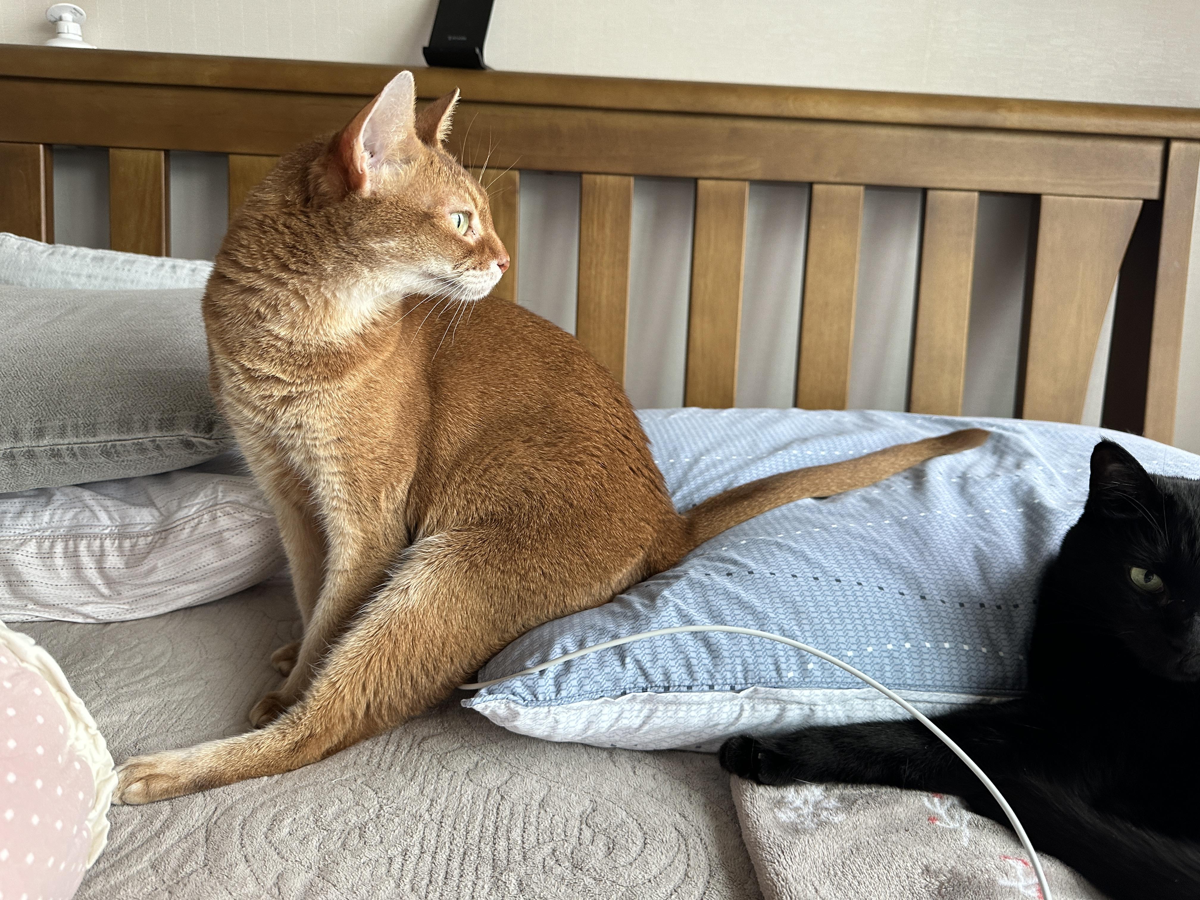 베개에_잘_앉아_있는_루나_옆모습