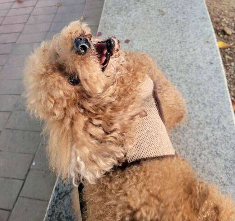 강아지-발치-후기