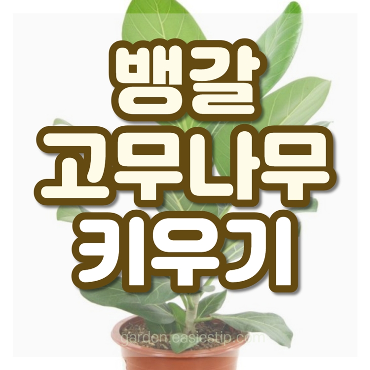 뱅갈고무나무 키우는 법
