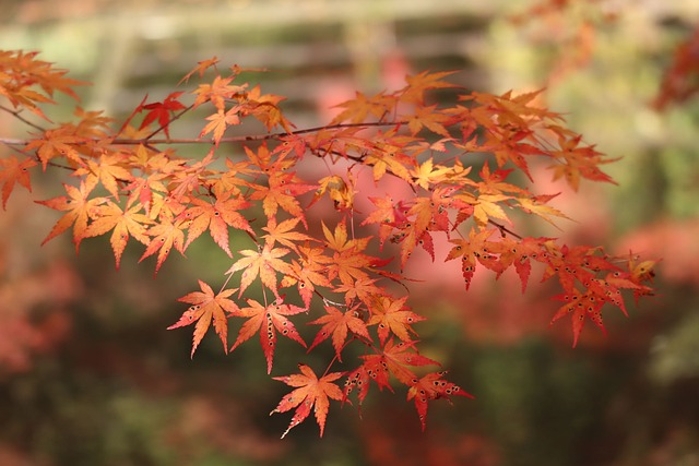 경기도 단풍명소
