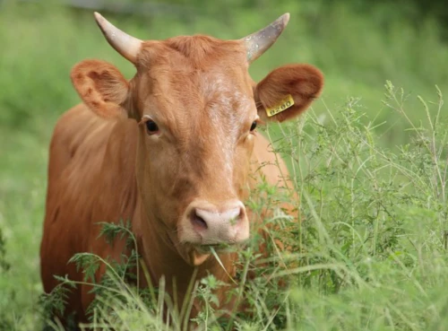 2024년 소띠 운세