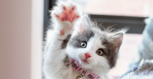 고양이