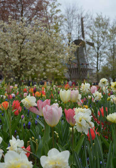 네델란드 키켄호프정원의 튤립
