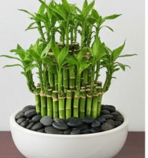 행운목 키우는 방법