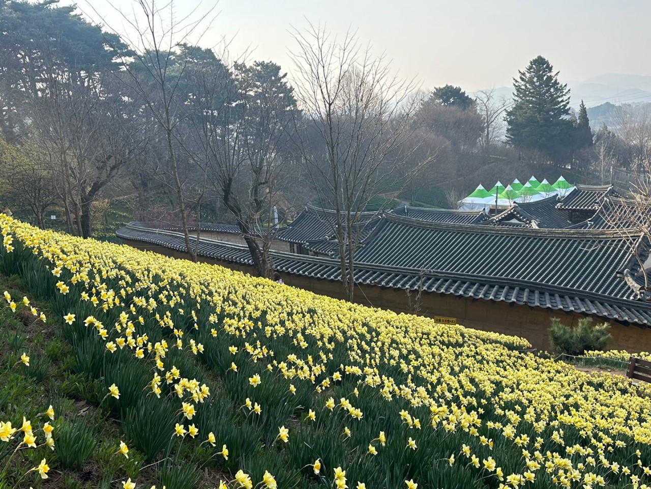 봄꽃 여행 성지