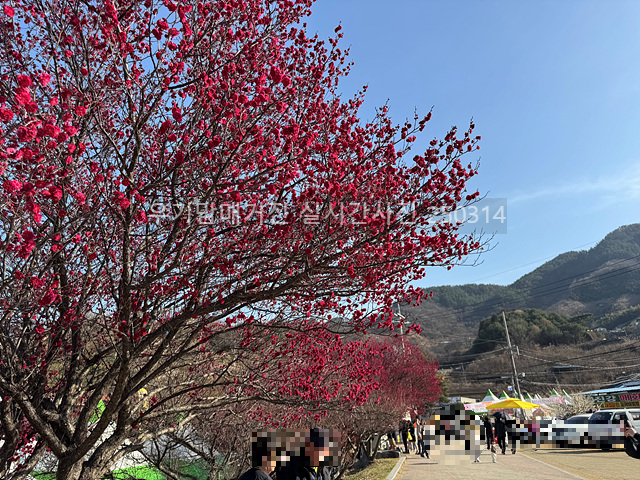 2025 광양매화축제 일정 실시간 개화 주차장