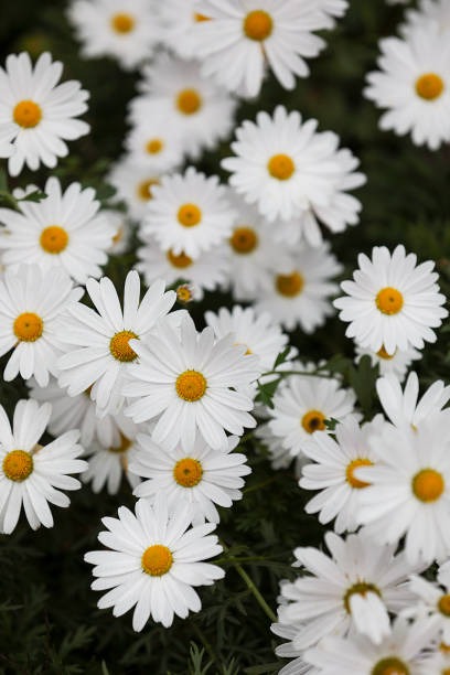 공주 미르섬 샤스타데이지